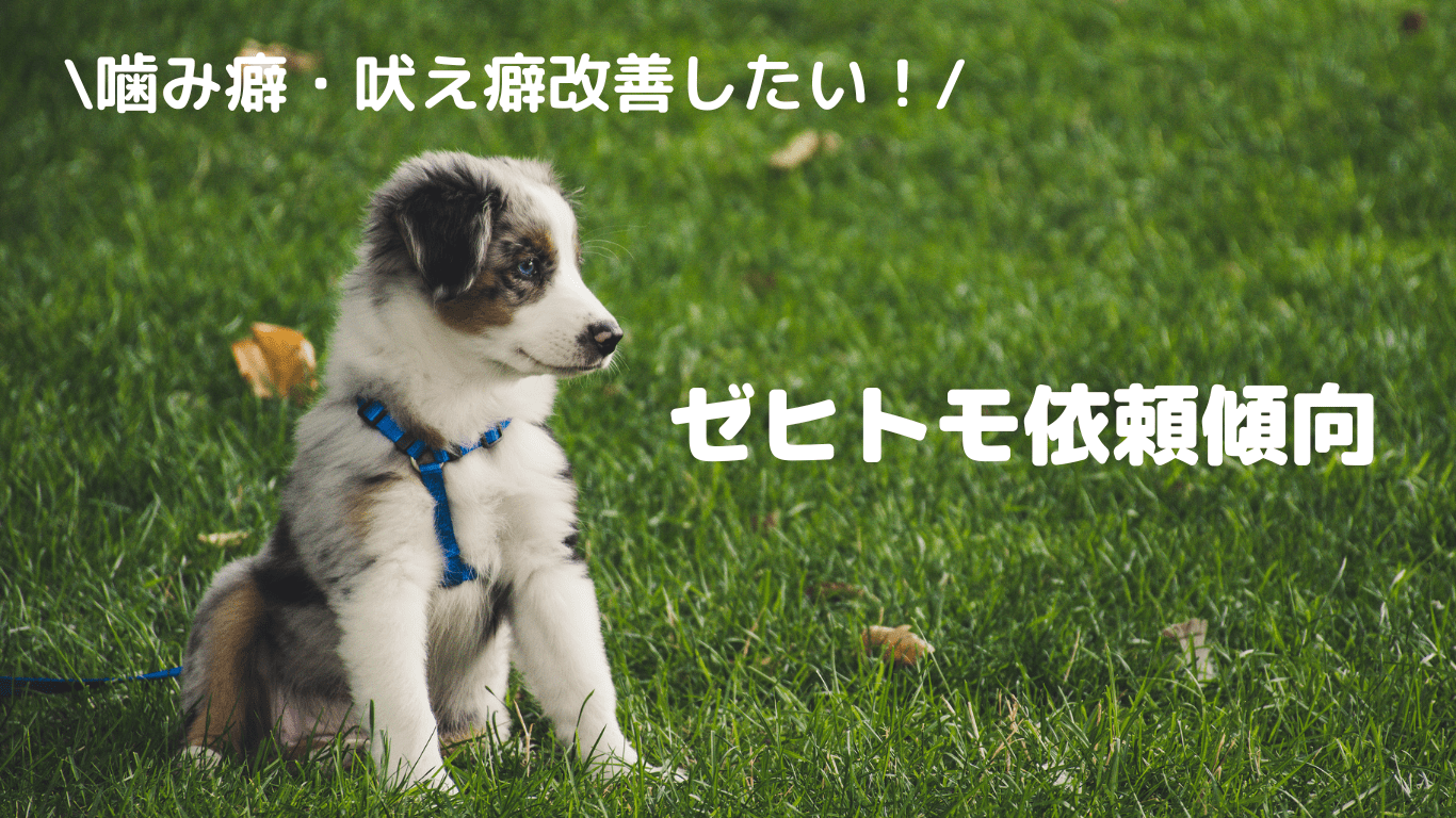 ゼヒトモ依頼傾向 ゼヒトモ依頼傾向